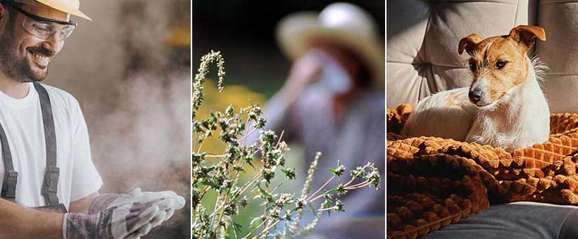man, hund, ambrosia pollen, säsongsbunden allergi, perenn allergi