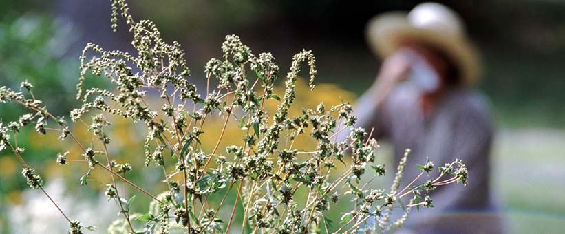 Kvinna allergisk. Ambrosia pollen.