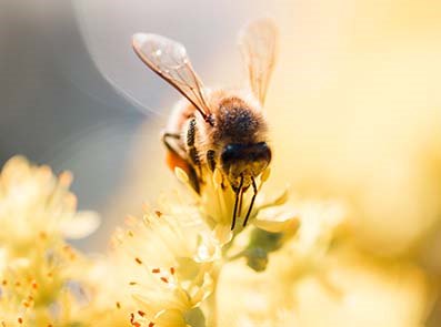 Bi och blomma. Insekts-bett kan ge upphov till anafylaxi