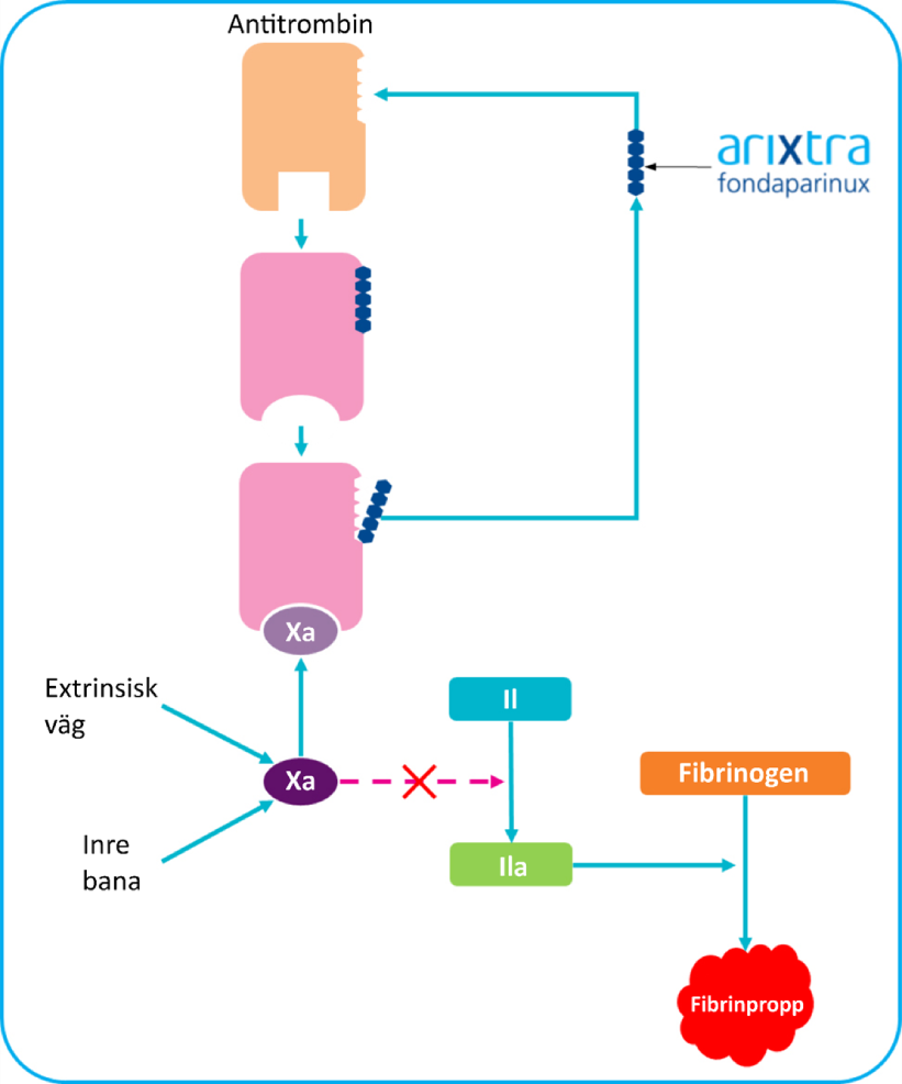 Mekanism för antikoagulantiaverkan av fondaparinux