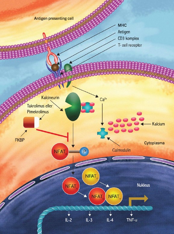 Verkningsmekanism för topikala kalcineurinhämmare, inklusive Elidel® (pimecrolimus 1% kräm)3